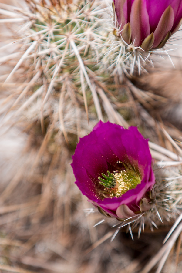 Havasu Hedgehog in Grand Canyon, Arizona