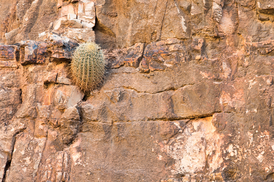 Cactus on a Cliff in Grand Canyon, Arizona