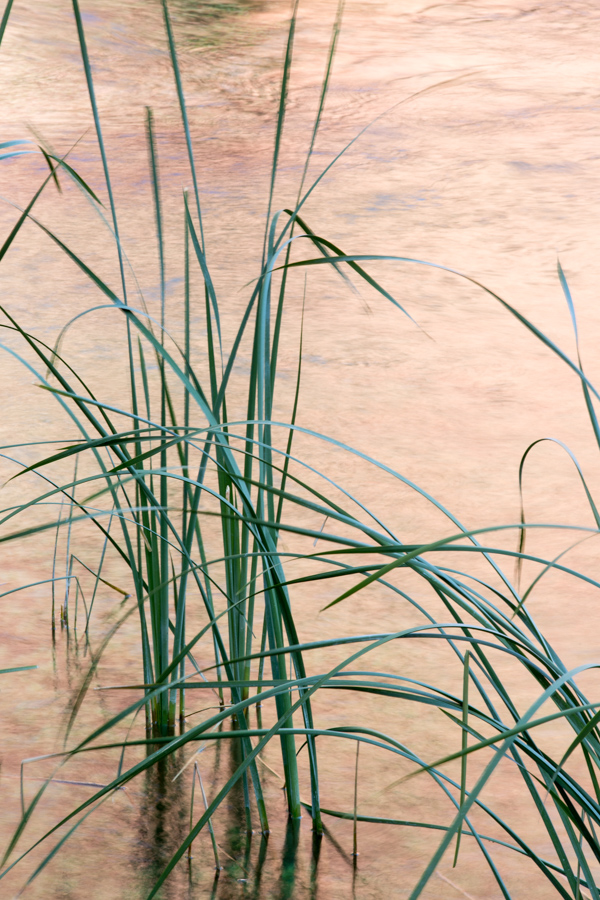 Reeds in Grand Canyon, Arizona