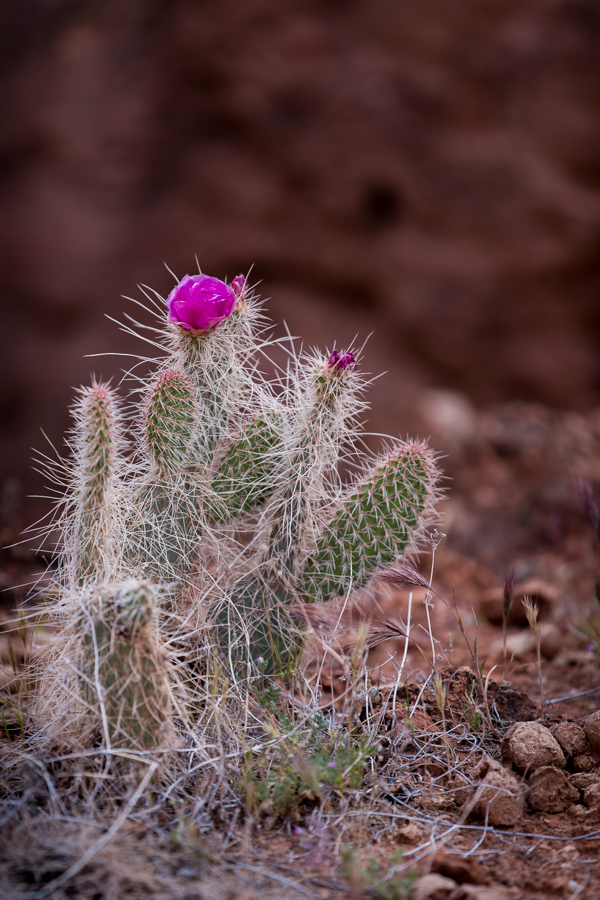 Prickly Bloom in Grand Canyon, Arizona
