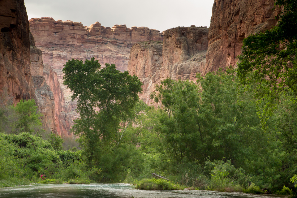 Canyon Forest in Grand Canyon, Arizona