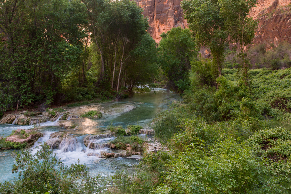 Desert Forest in Grand Canyon, Arizona