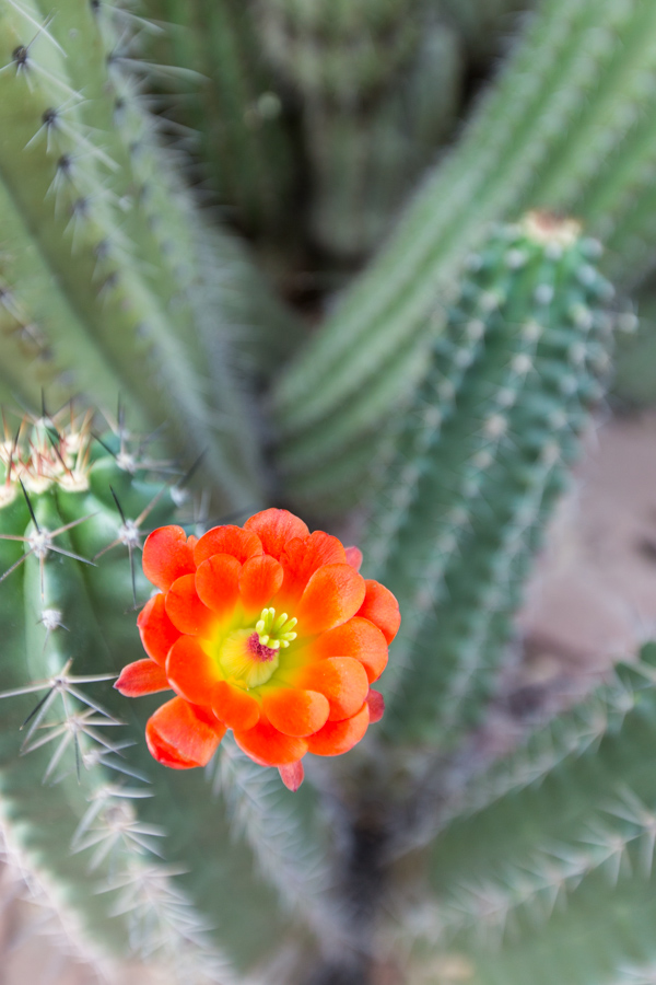 Orange Blossom in Phoenix, Arizona