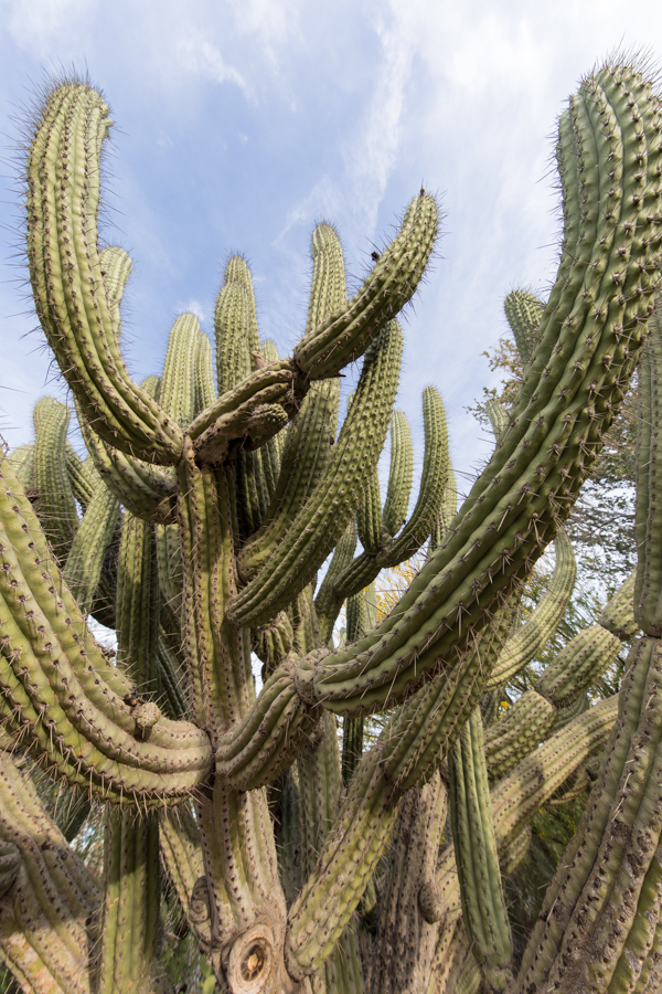 Reaching for the Sky in Phoenix, Arizona