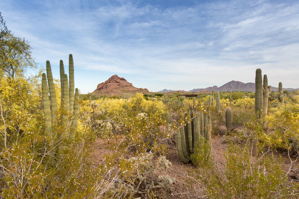 Desert in Bloom in Phoenix, Arizona