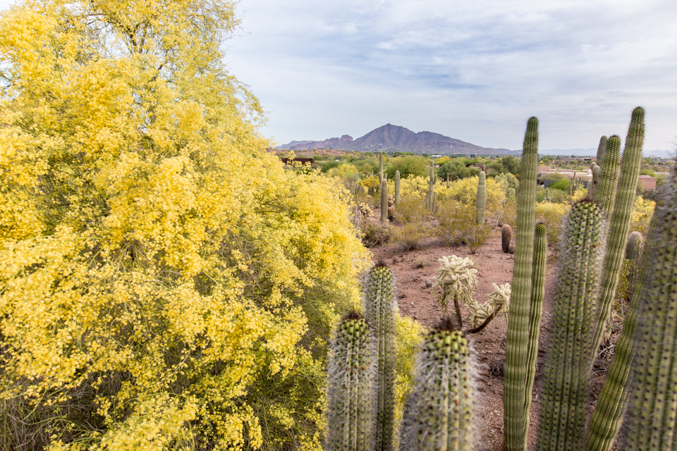 Yellow Desert in Phoenix, Arizona
