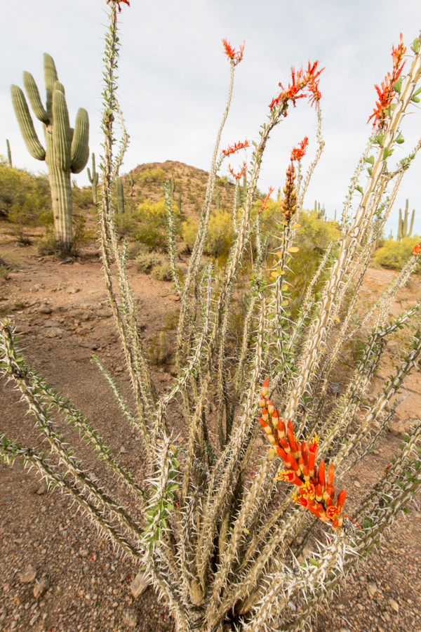 Ocotillo Blossom in Phoenix, Arizona