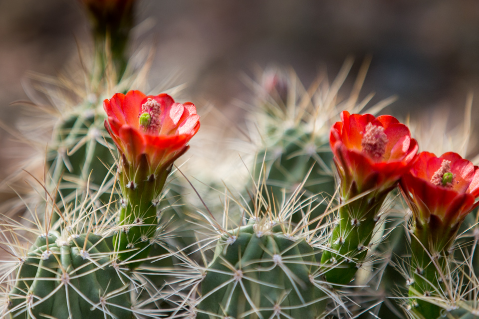 Spines and Flowers in Phoenix, Arizona
