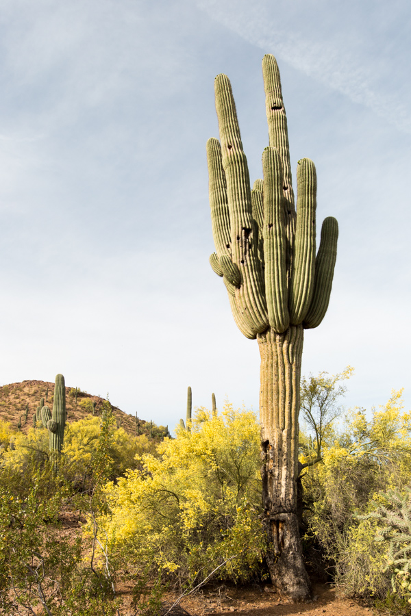 Saguaro  in Phoenix, Arizona