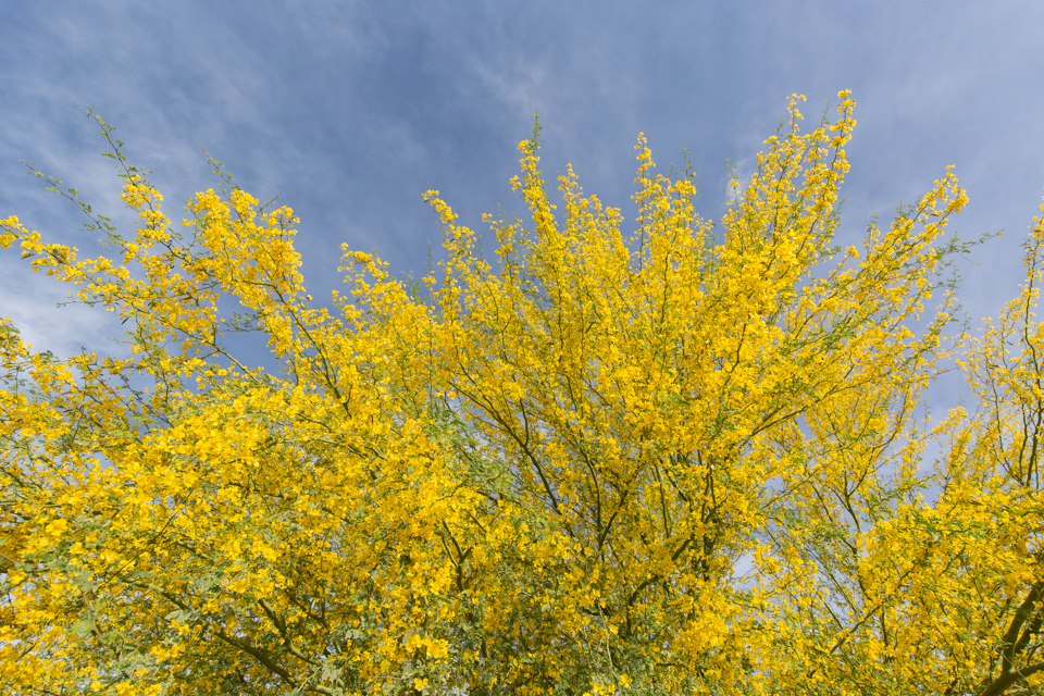 Yellow Sky in Phoenix, Arizona