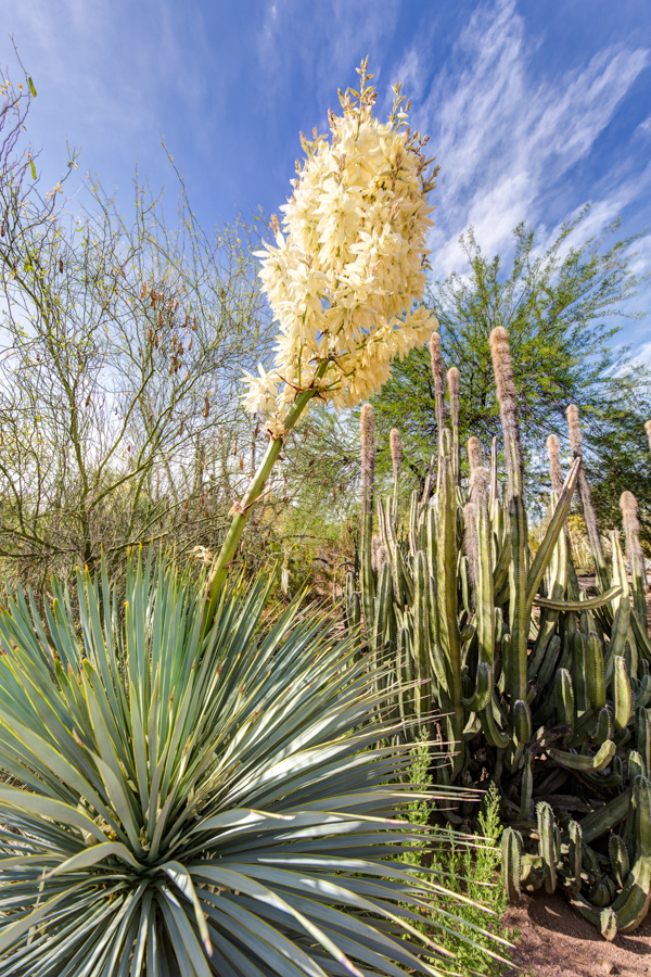 Tall White in Phoenix, Arizona