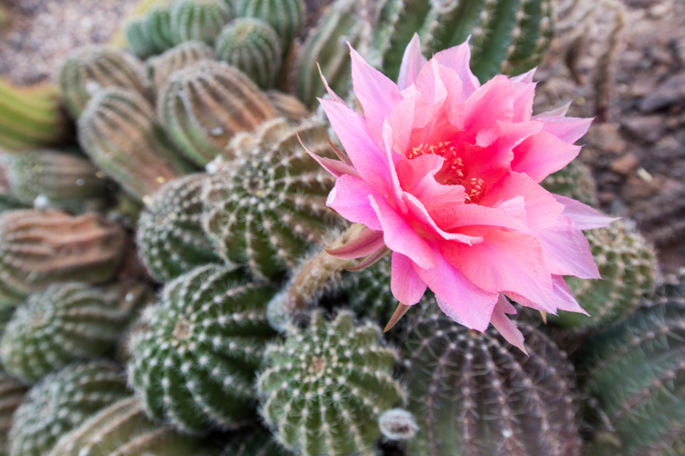 Little Cactus Big Flower in Phoenix, Arizona