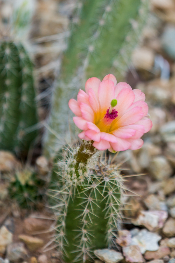 Delicate  in Phoenix, Arizona