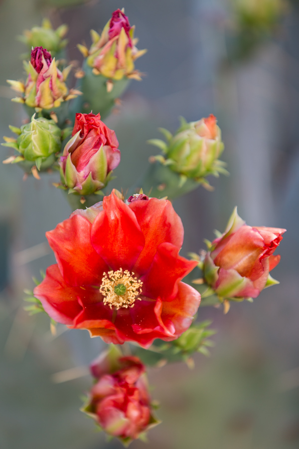 Texas Red in Phoenix, Arizona