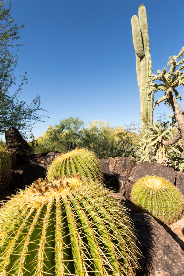 Barrel Cactus in Phoenix, Arizona