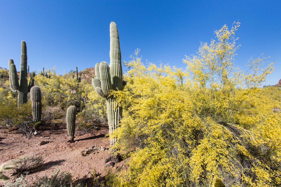 Saguaro in Yellow in Phoenix, Arizona