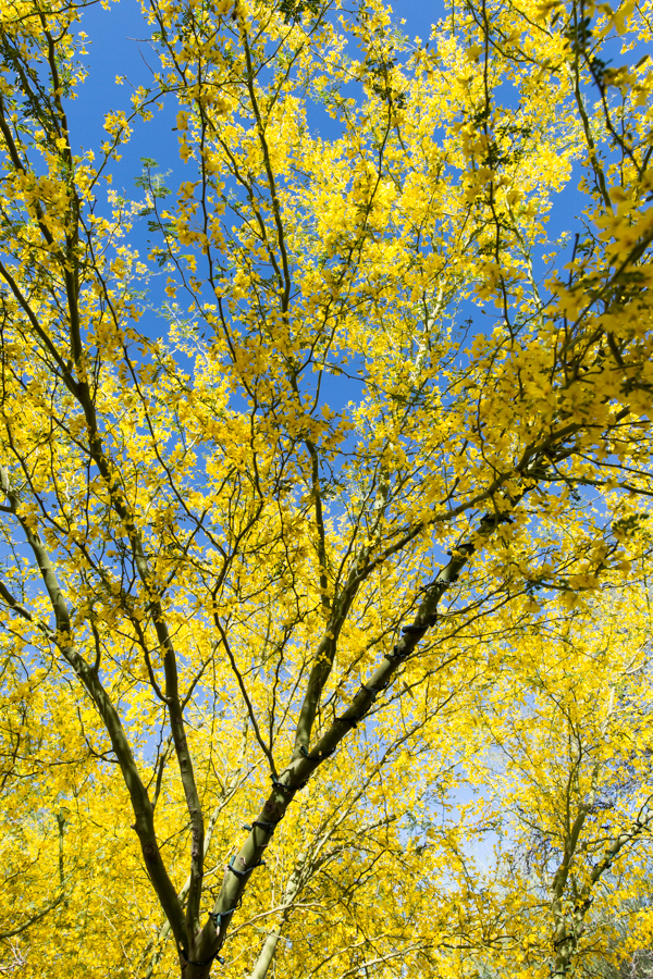 Yellow Tree in Phoenix, Arizona