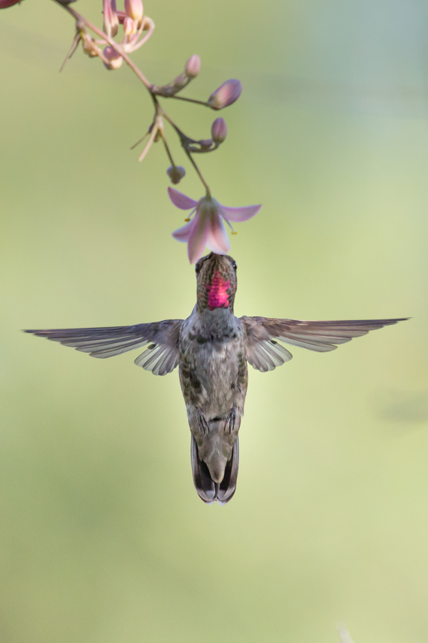 Red Chin in Phoenix, Arizona
