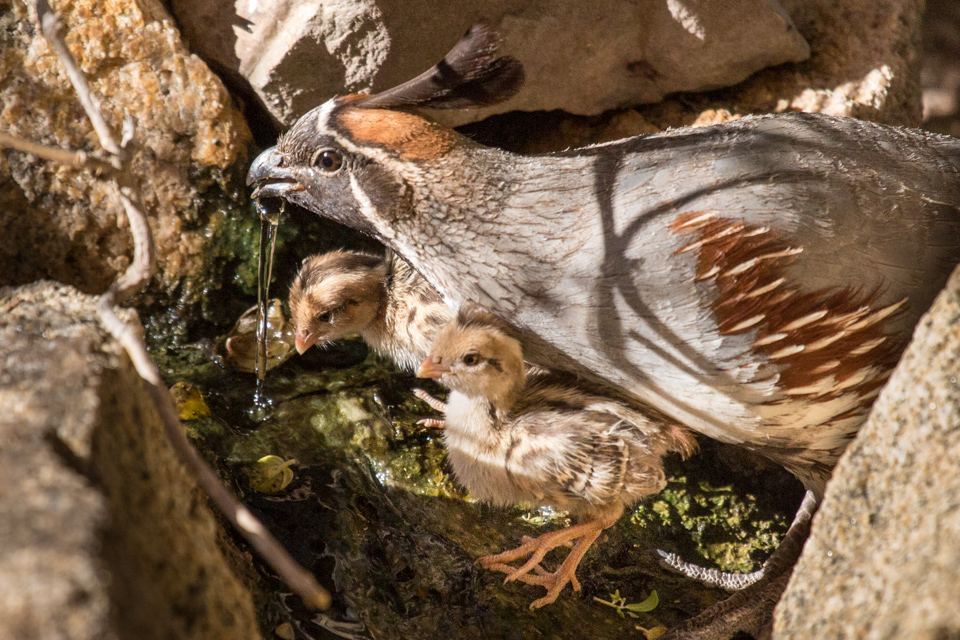 Family at the Watering Hole in Phoenix, Arizona
