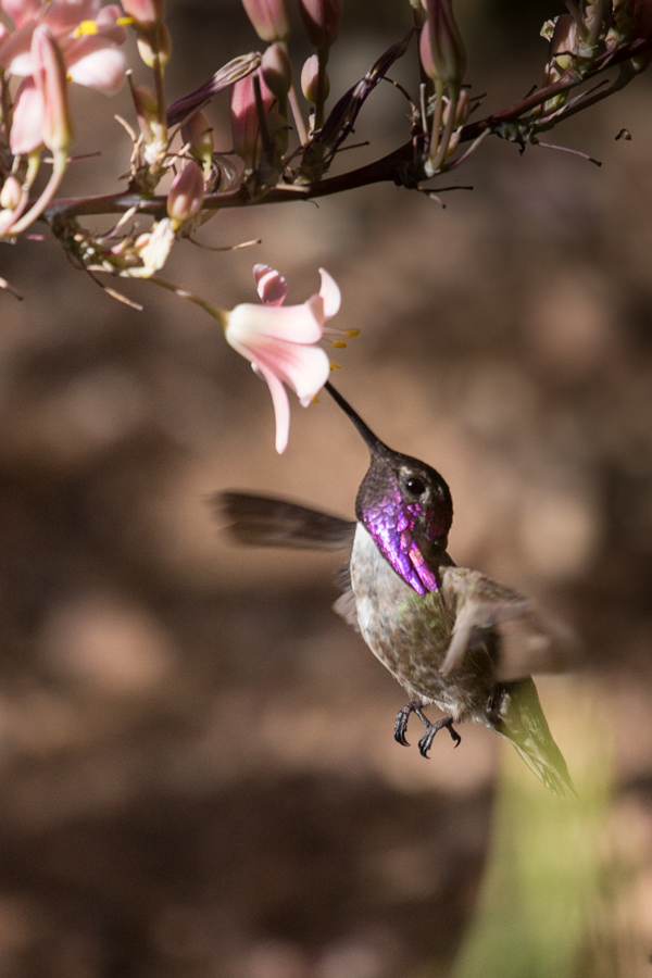 Flashy Bird in Phoenix, Arizona