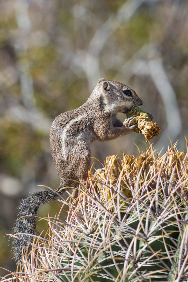 Prickly Lunch in Phoenix, Arizona