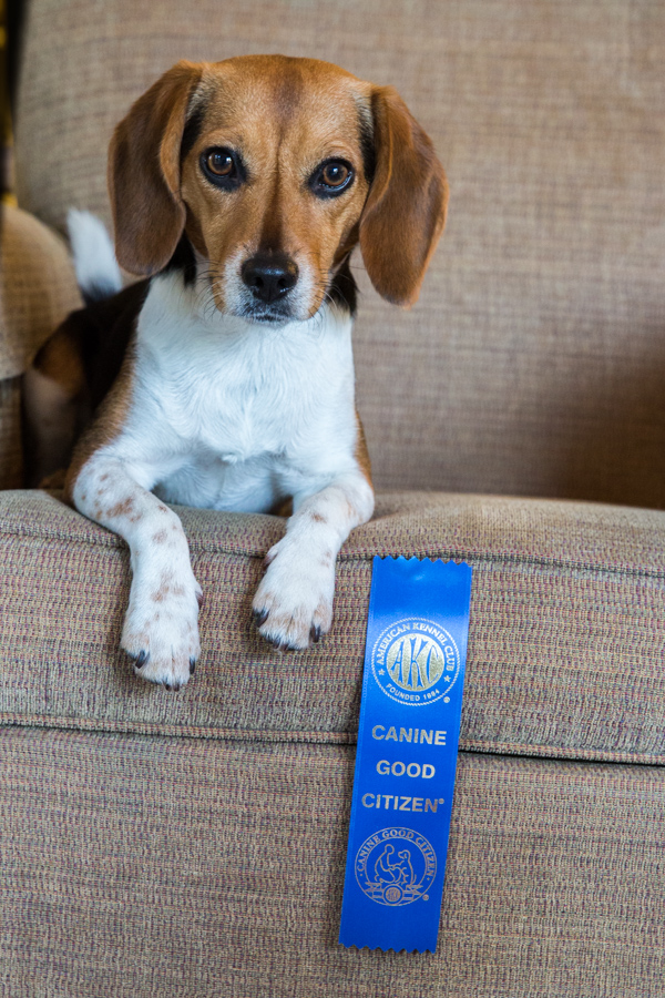 Canine Good Citizen in Austin, Texas