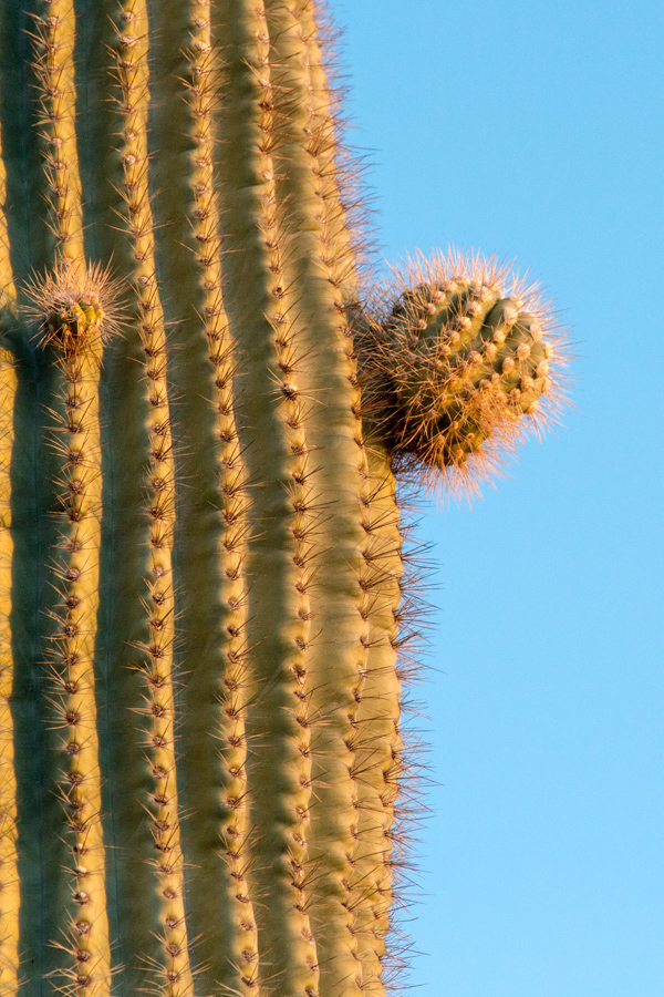 Small Arm in Phoenix, Arizona