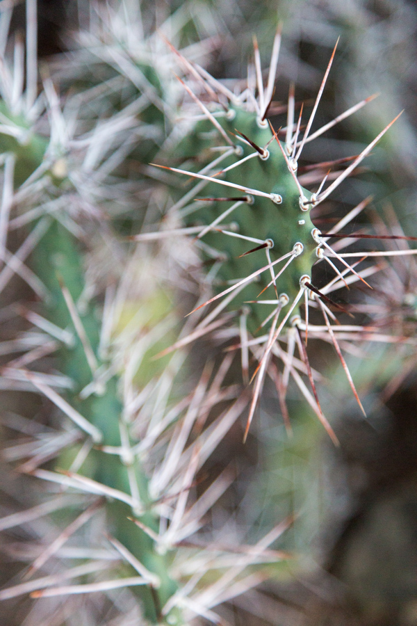 Spiney in Phoenix, Arizona