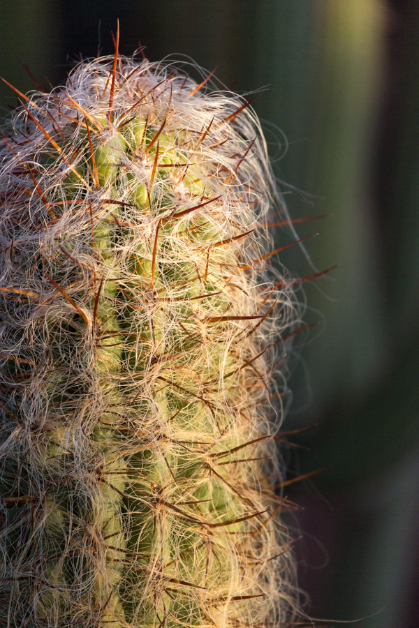 Cactus with Hair in Phoenix, Arizona