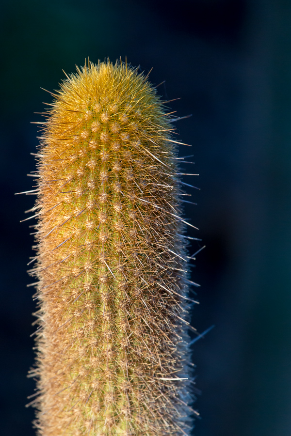 Golden Spikes in Phoenix, Arizona