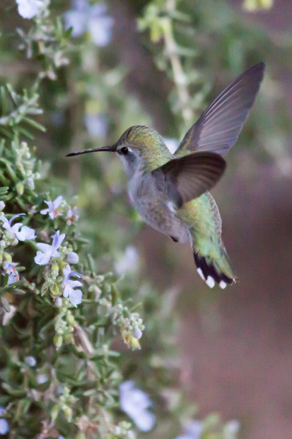 Green Angel in Phoenix, Arizona