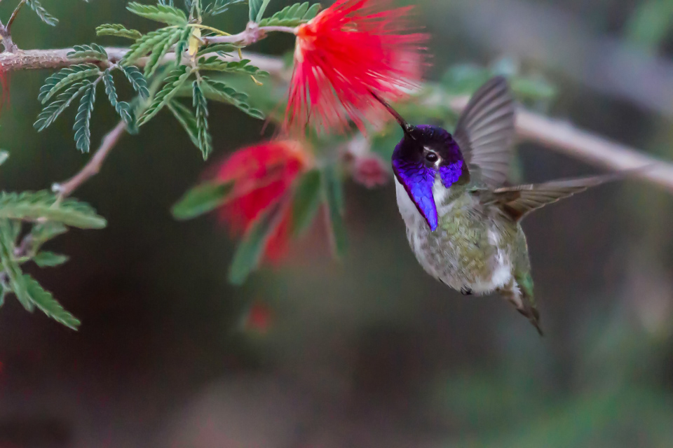 Purple Throat in Phoenix, Arizona