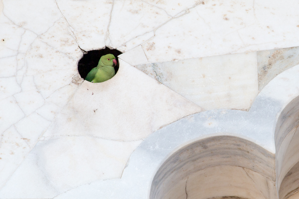 Parrot Home in Marble in Agra, India
