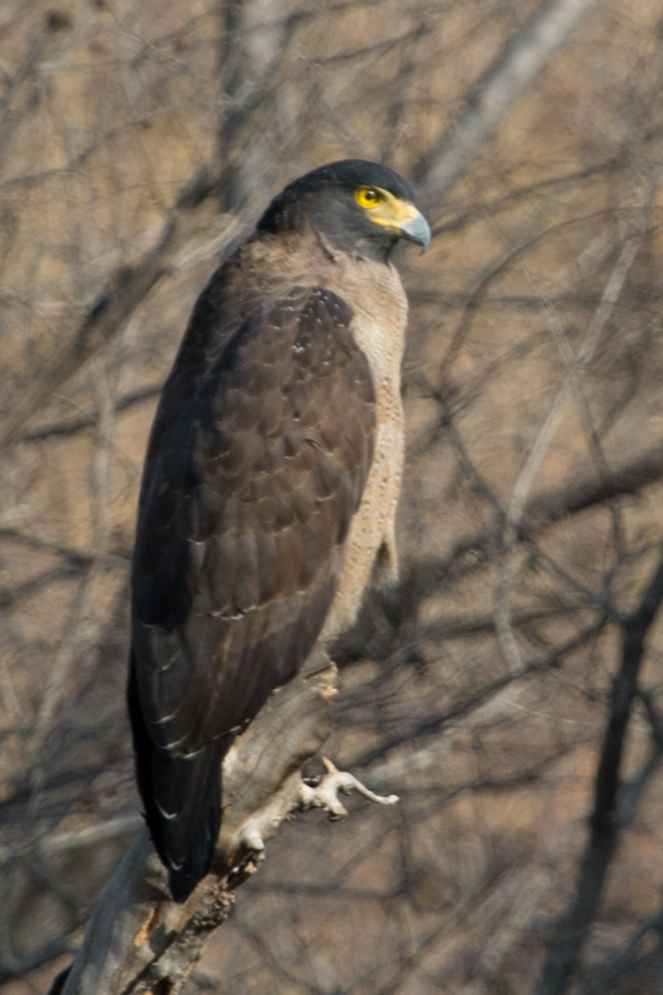 Indian Eagle in Ranthambore National Park, India