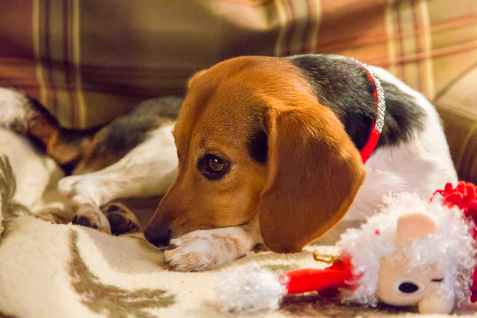 Christmas Bling in Highlands, North Carolina