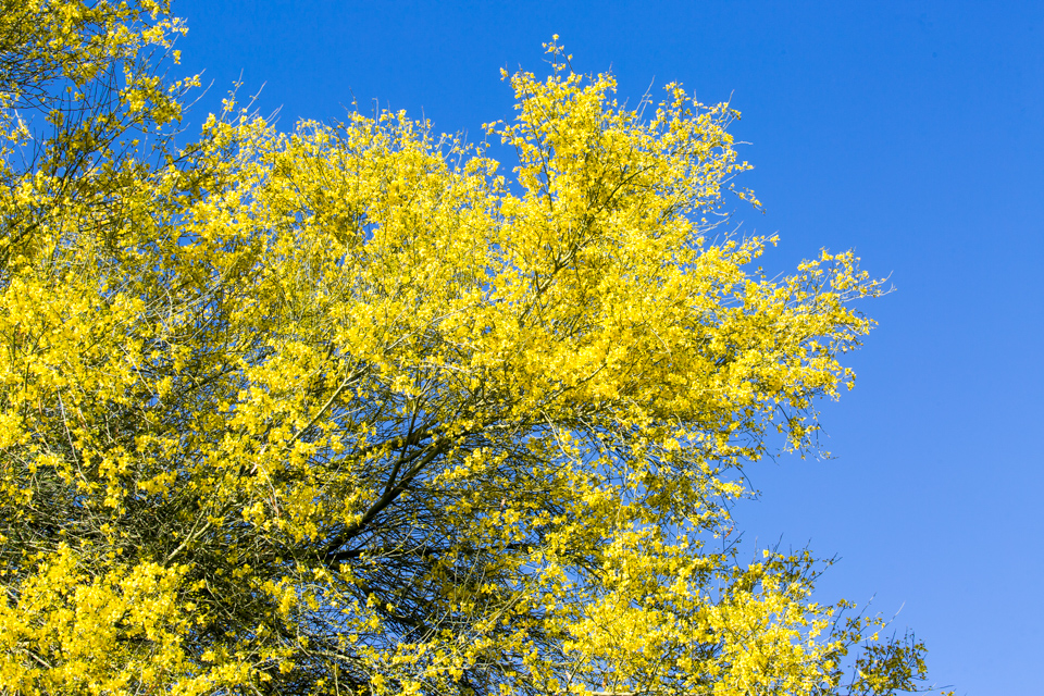 Yellow Sky in Phoenix, Arizona