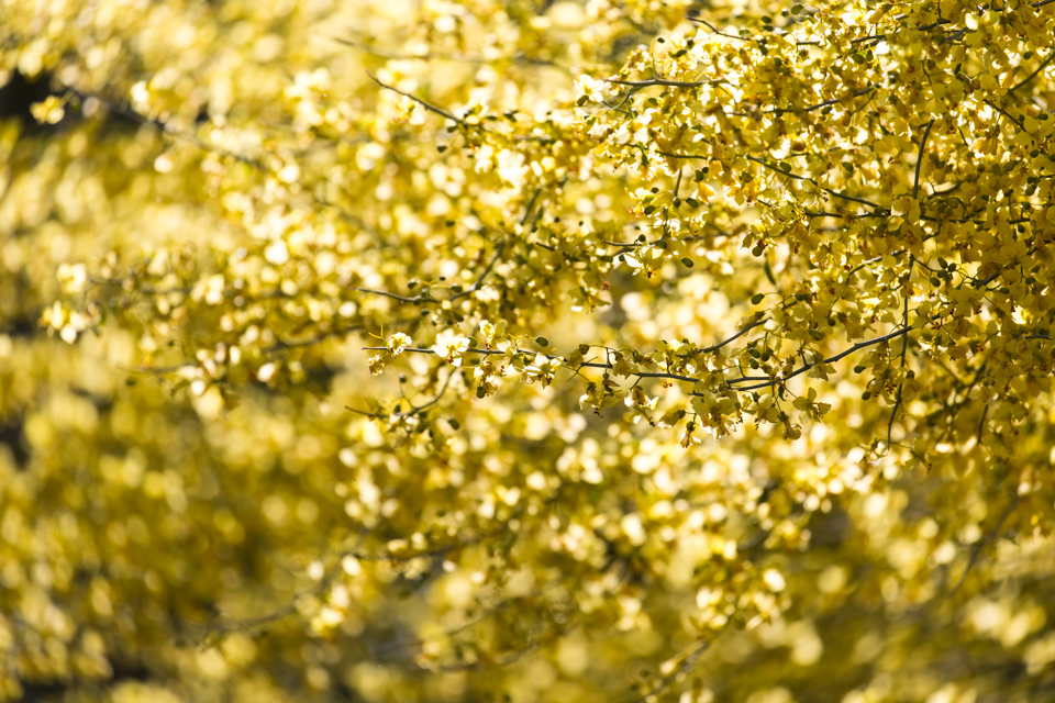 Golden Light in Phoenix, Arizona