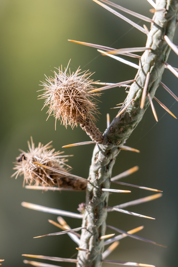 Little Bud in Phoenix, Arizona