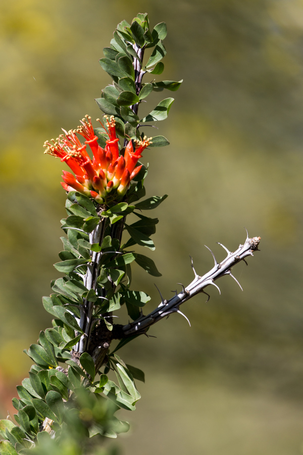 Ocotillo Blossom in Phoenix, Arizona