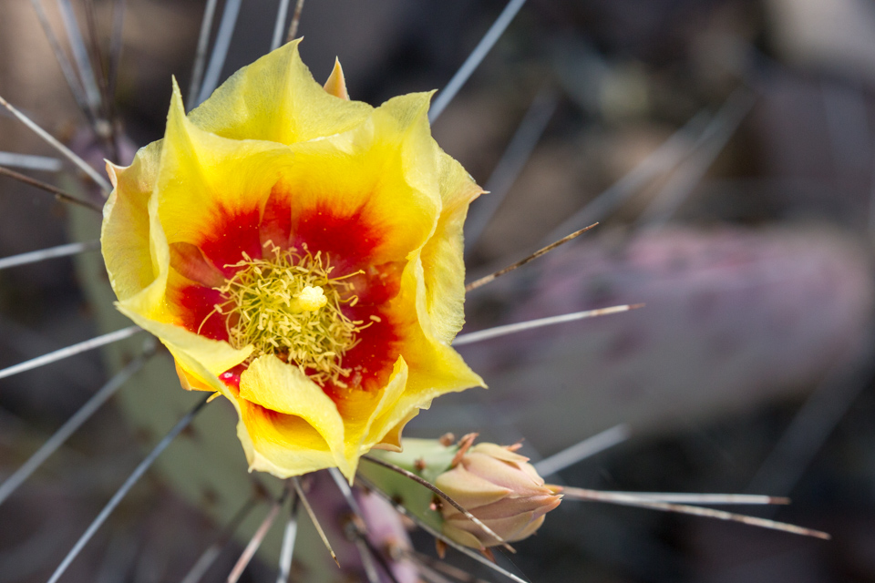 Prickly Pear Flower in Phoenix, Arizona