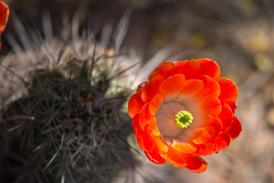 Red Flower in Phoenix, Arizona