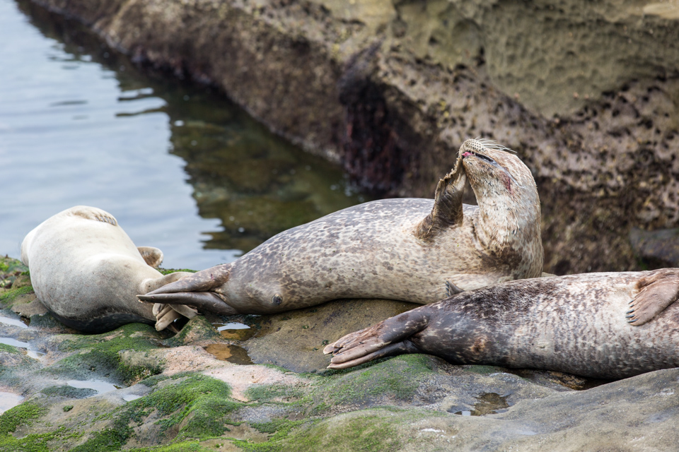 Brushing Up in San Diego, California