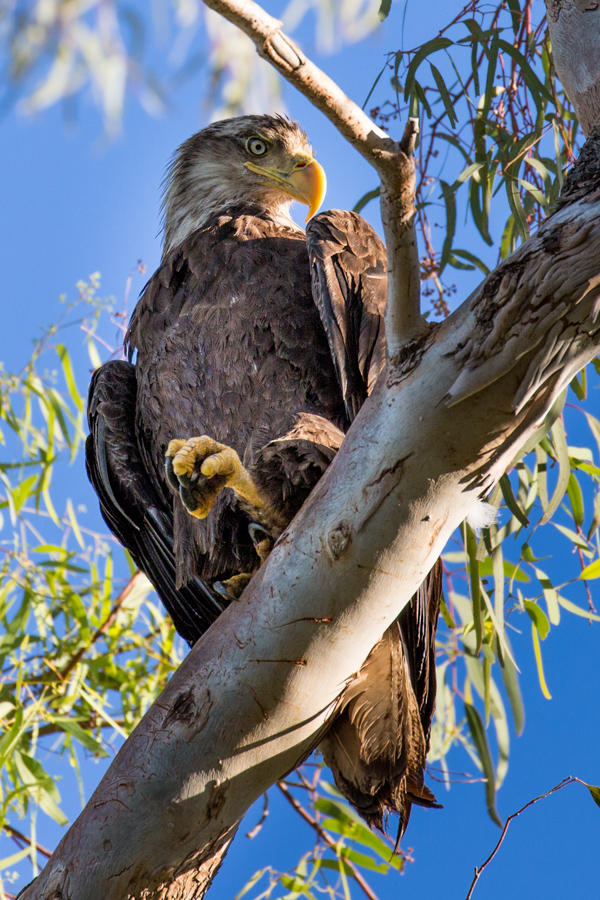 Protective Parent in Scottsdale, Arizona