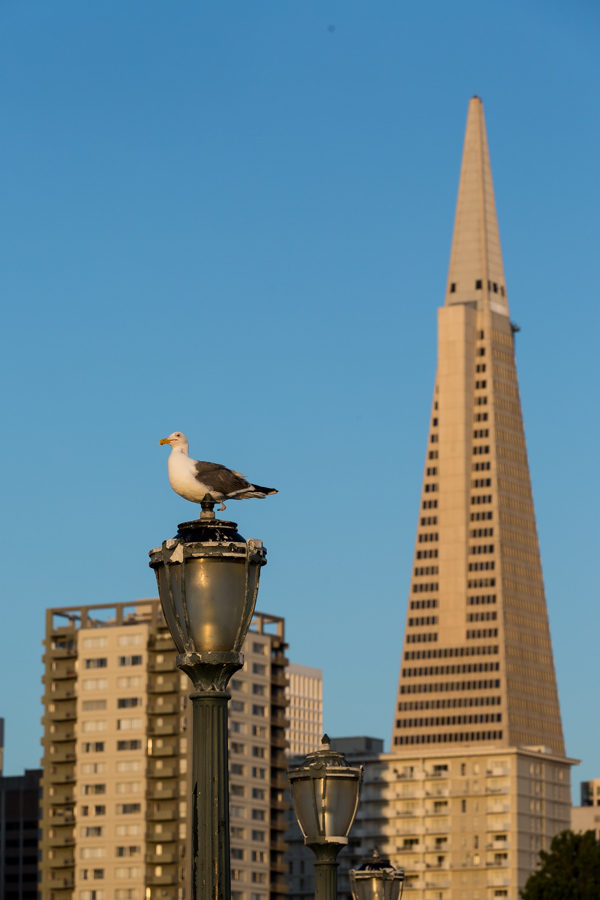 Dawn on the Pier in San Francisco, California