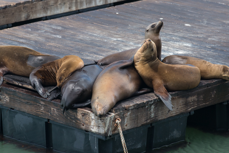 City Seals in San Francisco, California