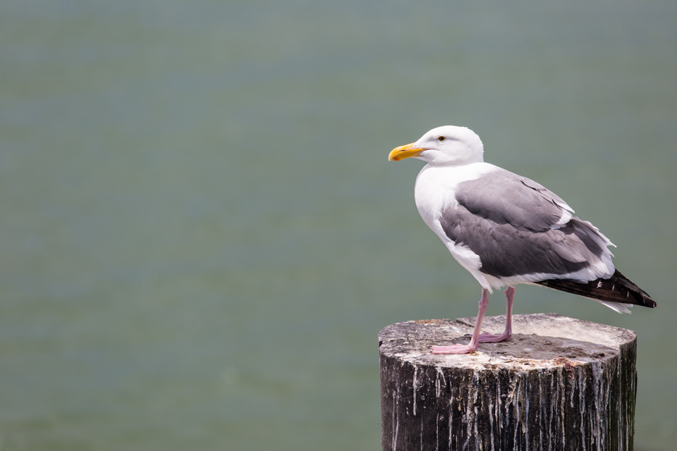 Pier Gull in San Francisco, California