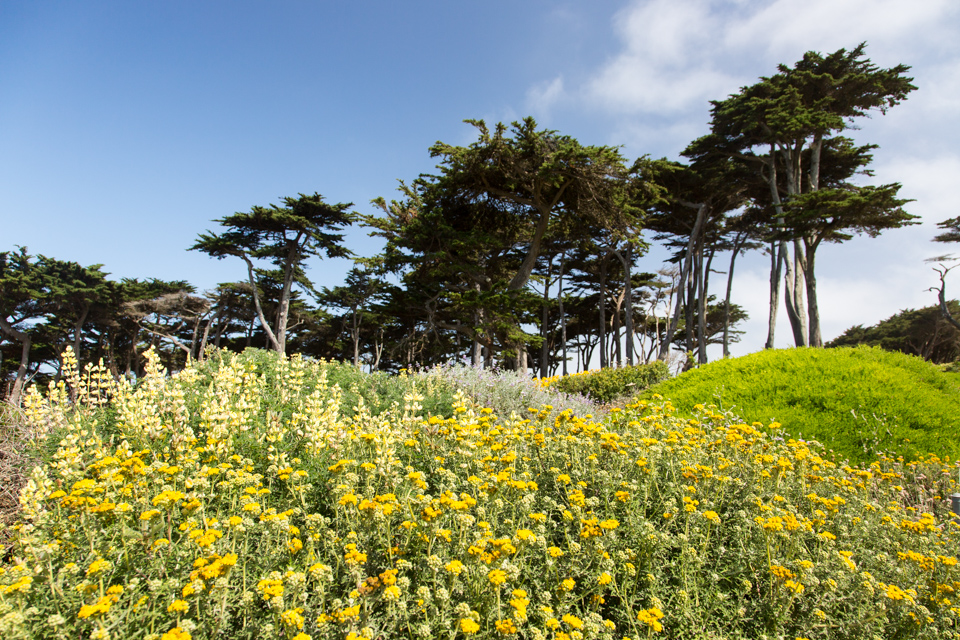 Ocean Wildflowers in San Francisco, California