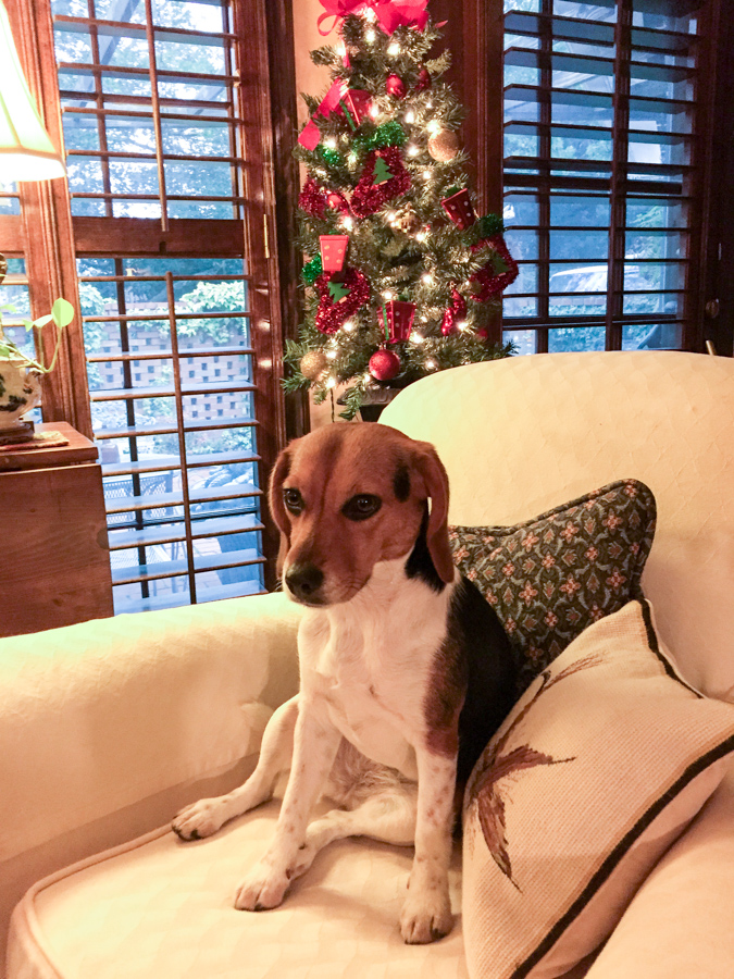 Riley in the 'Ville in Hawkinsville, Georgia