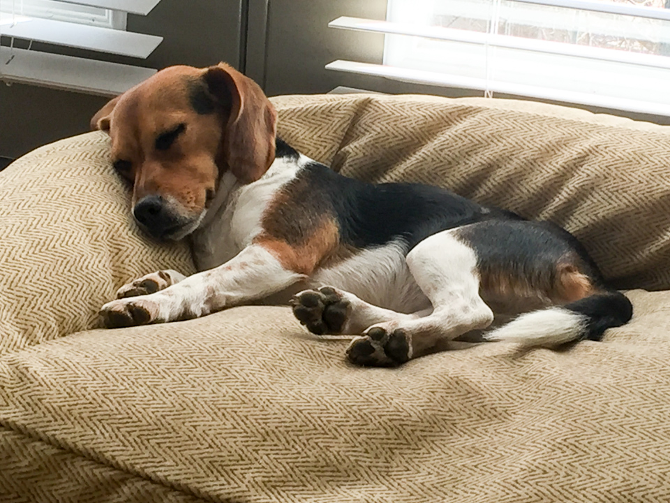 Pup at Rest in Austin, Texas