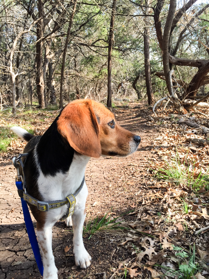 On the Trail in Austin, Texas